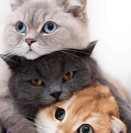 Campagna di sterilizzazione e identificazione dei gatti