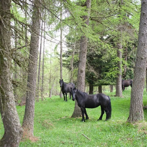 Ultimo appuntamento a Celle di Macra Sabato 20 giugno 2026 con la passeggiata tra natura e cultura al Pian della Colla
